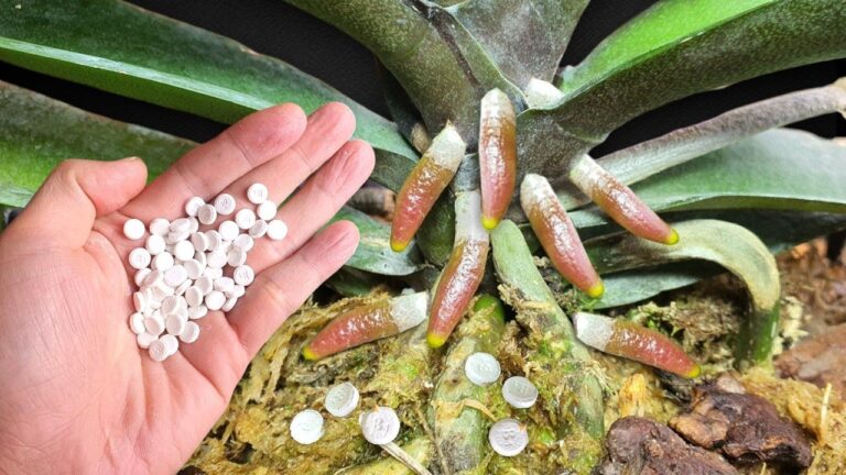 Fai fiorire le tue orchidee: 1 trucco per aumentare la crescita del 600%!