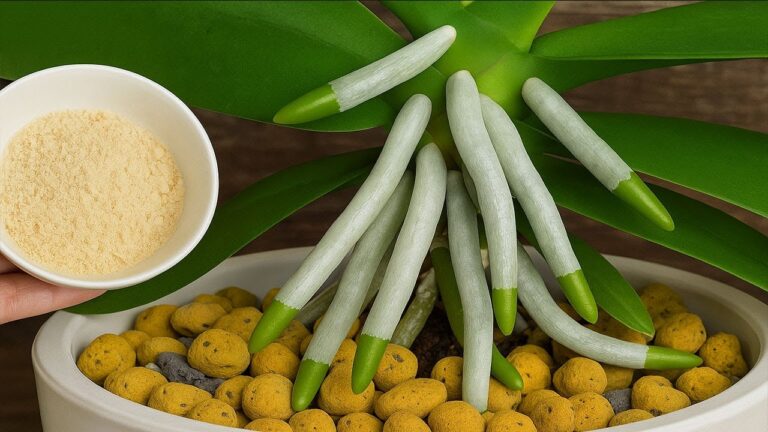 5 segreti per far fiorire anche le orchidee più delicate!