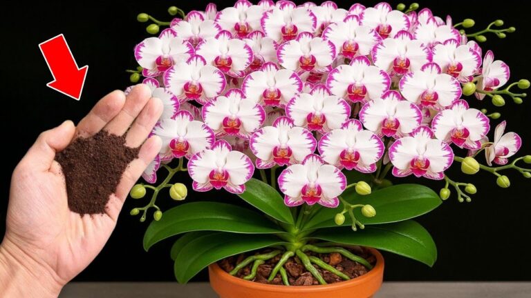 5 segreti per far fiorire le orchidee tutto l’anno! Scopri come!