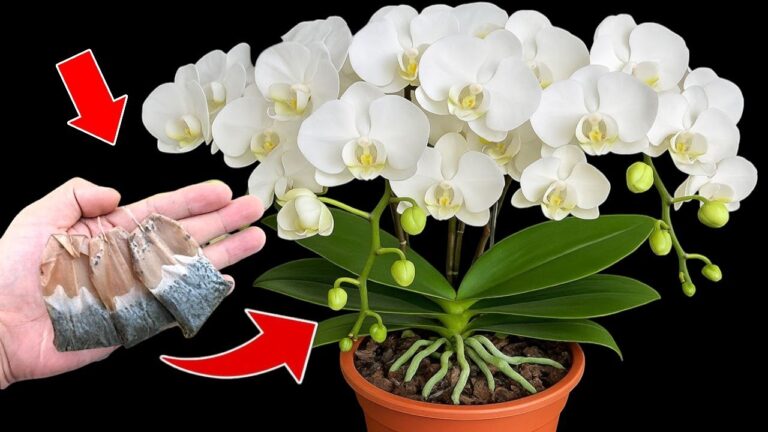 Fioritura continua: 5 segreti per far crescere le orchidee tutto l’anno!