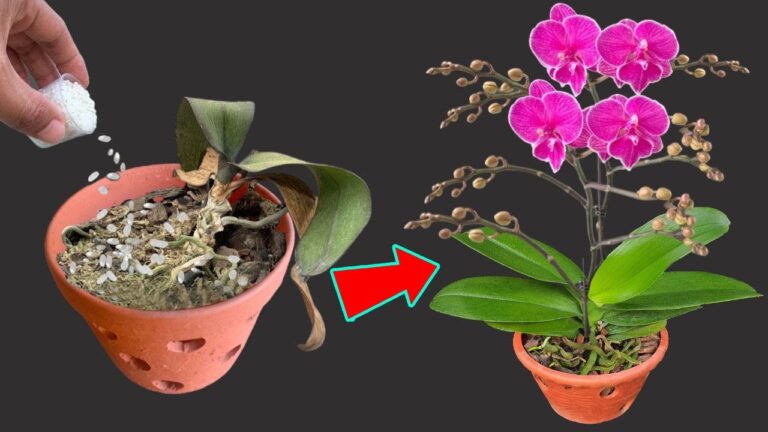 Scopri le 5 strategie che hanno fatto rifiorire la mia orchidea in un mese!