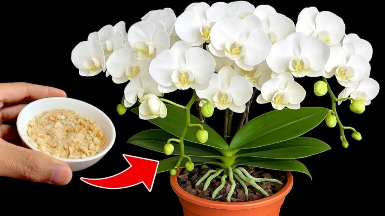 5 Segreti per Far Fiorire le Tue Orchidee Tutto l’Anno!