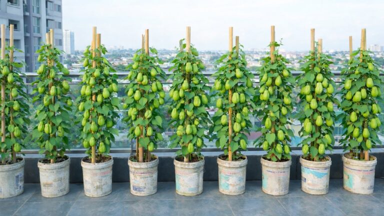 5 Segreti per Coltivare il Chayote sul Balcone e Avere Successo!