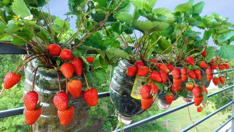 Coltivare 10 fragole sul balcone: facile e fruttifero nel tuo giardino urbano!