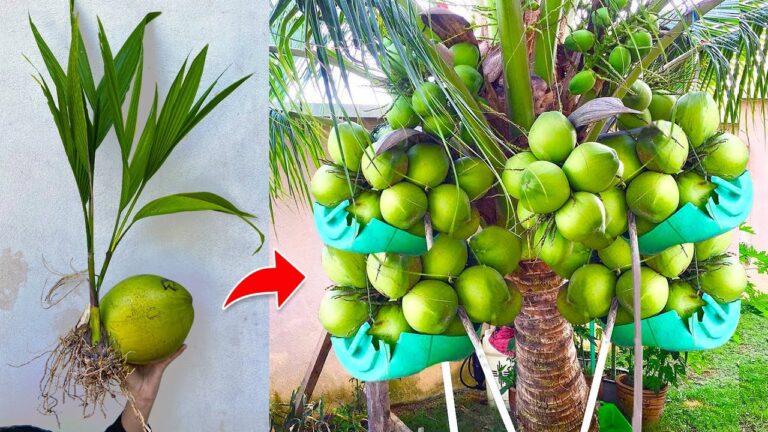5 Modi per Far Crescere Velocemente le Palme di Cocco con le Banane
