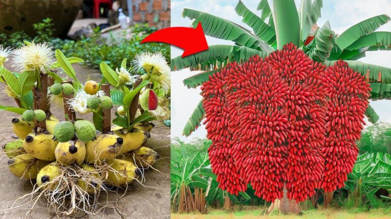 5 Tecniche Facili per Coltivare Guava con Bananieri e Avere Frutti Abondanti