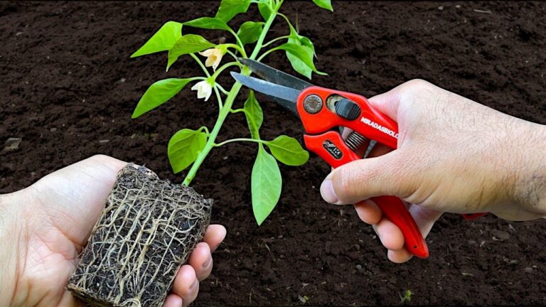 5 Passi Semplici per Coltivare Pimenti e Aumentare la Produzione!