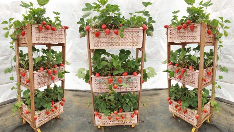 5 Idee per Coltivare Fragole Verticali a Casa in un Cestino di Plastica