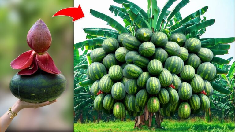 5 Tecniche per innestare banane e angurie per frutti enormi e veloci!