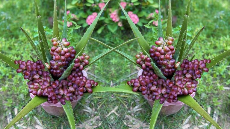 Scopri 5 vantaggi dell’innesto tra Aloe Vera e Uva per più frutti!