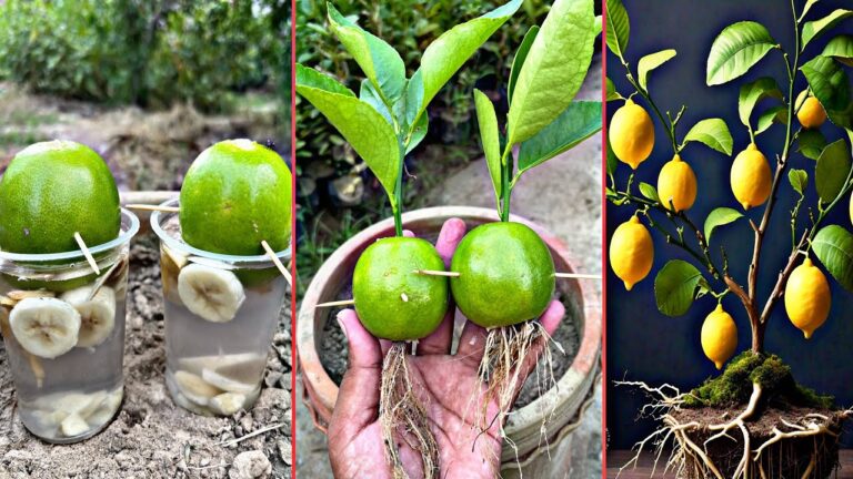 5 trucchi unici per far crescere limoni e aglio in armonia organica