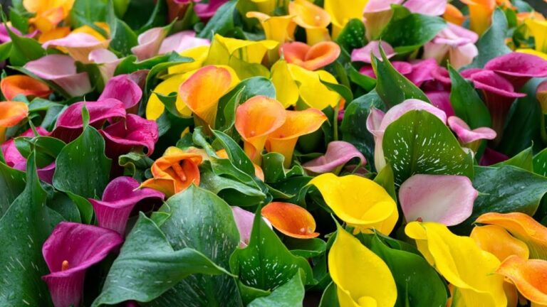 Scopri 5 segreti per piantare calas colorate in modo semplice e profumato!
