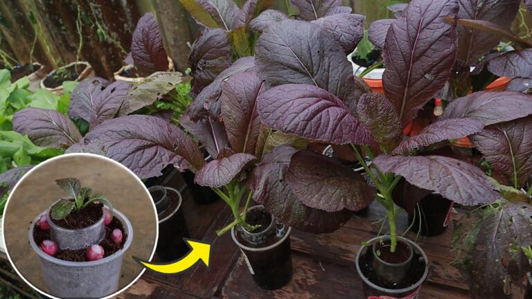 5 passi per coltivare ravanelli viola in tazze di plastica, facile e senza terra!