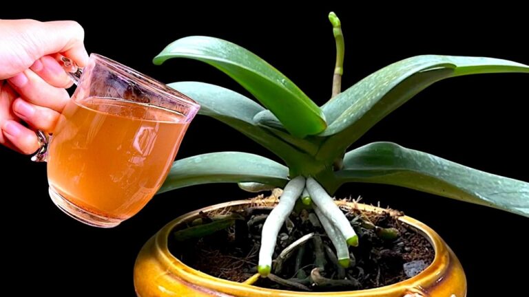 Scopri 1 Tazza al Mese per Far Fiorire Radici e Fiori per Tutto l’Anno!
