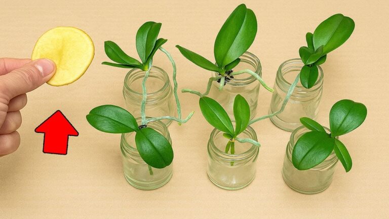 Scopri 1 trucchetto per far fiorire le orchidee tutto l’anno!