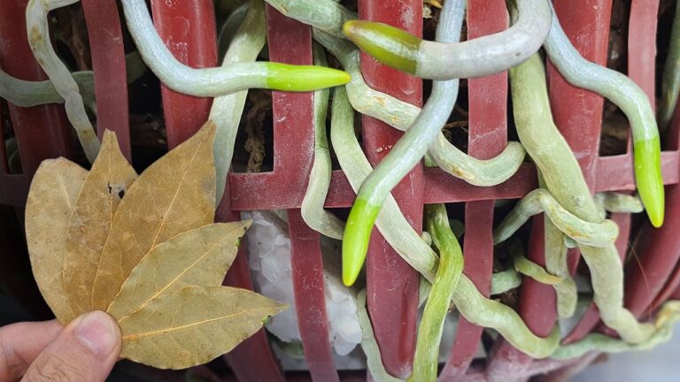 5 idee per far fiorire orchidee con foglie e radici splendide!