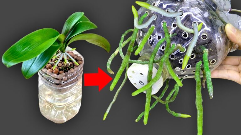 5 strategie per far crescere orchidee rigogliose e fiorite in poco tempo