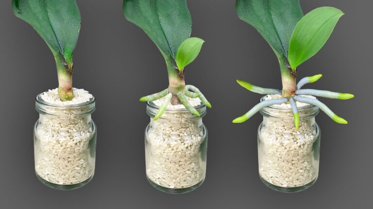 Fai fiorire le tue orchidee con 5 semplici passi e avrai radici tutto l’anno!