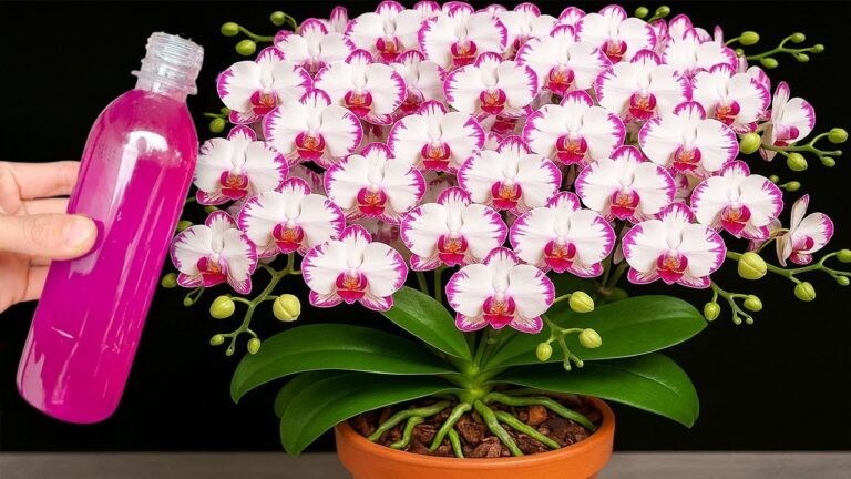 5 segreti per far fiorire le orchidee tutto l’anno in modo semplice!