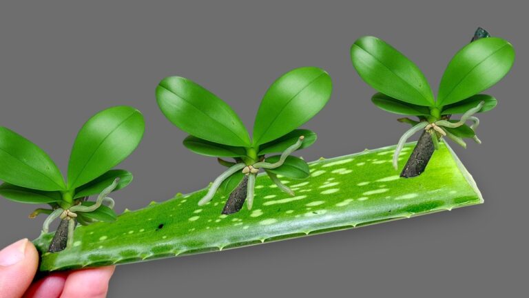 Scopri 5 segreti per propagare orchidee e fiorire tutto l’anno!