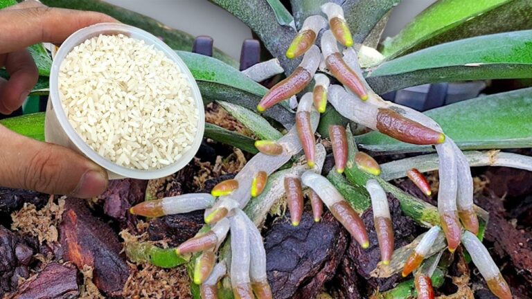 1 cucchiaino e l’orchidea fa 1001 radici e fiori splendenti! Scopri come!