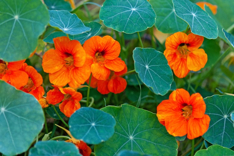 15 Modi per Utilizzare Foglie, Fiori, Semi e Gambi di Nasturzio